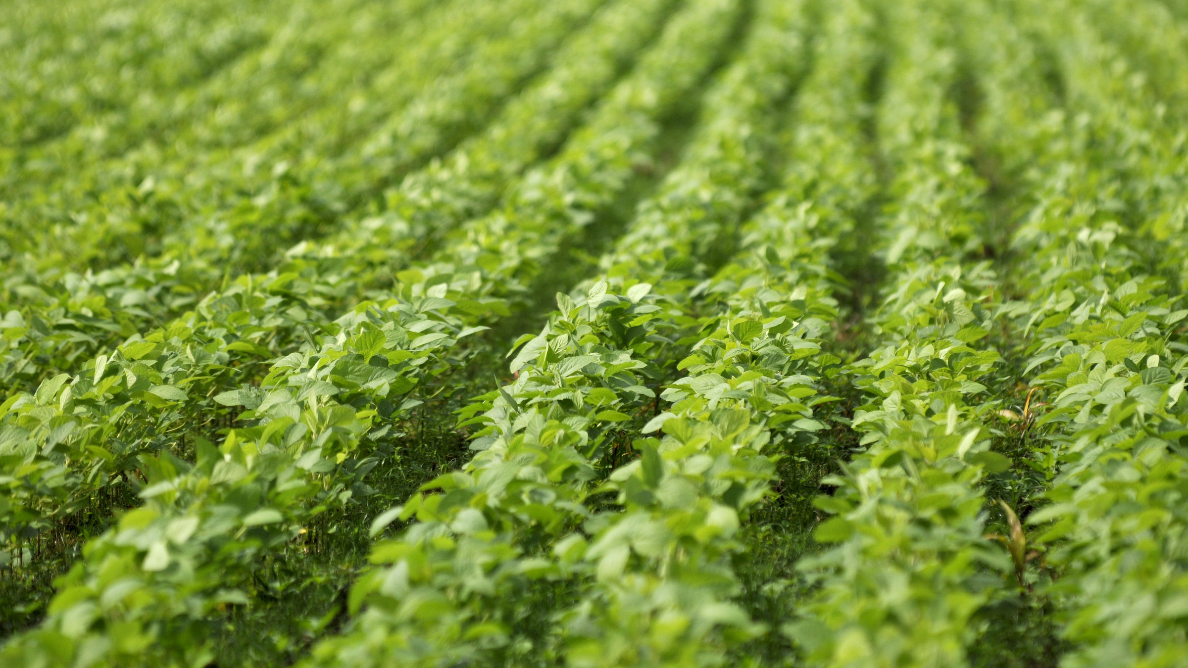 image from Unicorns Build Monocultures
