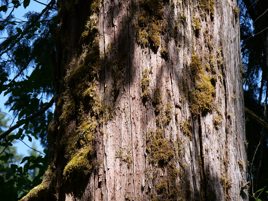 image from Nature Is Not a Cash Flow: The Mismatch of Conservation and Private Finance