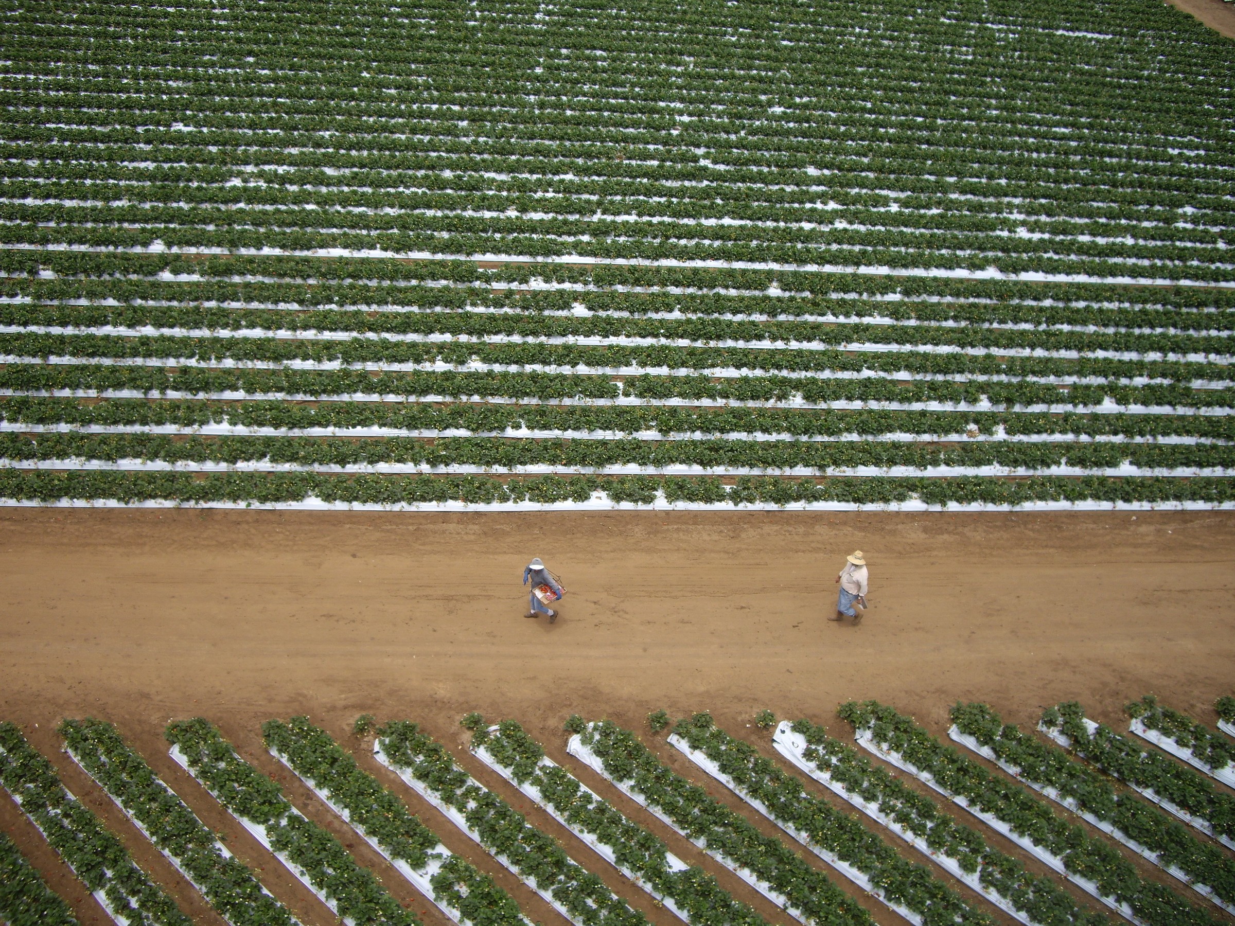 image from Monocultures Are Dumb by Design: The AgTech Playbook Nobody Should Be Celebrating